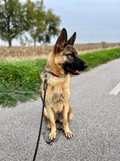 Trixie liebt kuscheln und Spaziergänge