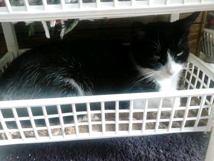 Suche Die neue Familie von Lillie und Cassy Tierheim Gelnhausen