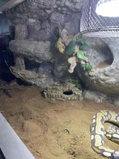 Königspython Jelly Belly mit Terrarium abzugeben