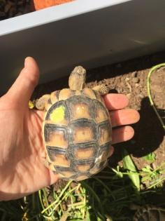 4- und 3-jährige Landschildkröten, Testudo Marginata, Breitrandschildkröten aus artgerechter,