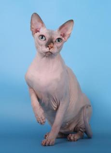 Reinrassige Sphynx Katze Stammbaum