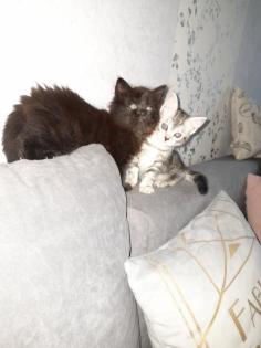 Katzenbabys Mix