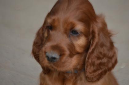 Irish Red Setter Welpen m. VDH-Papieren