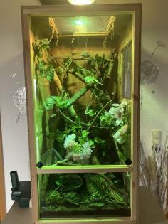 Jemenchamäleon mit Terrarium