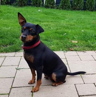 Reinrassige Zwergpinscher Welpen
