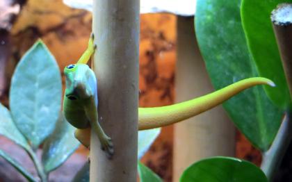 0. 2 Phelsuma astriata astriata