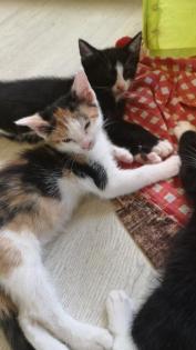Freche Katzenbabys