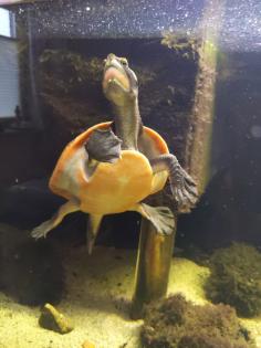 Rotbauch-Spitzkopf-Schildkröte inkl. komplettem Aquarium abzugeben -zu verschenken-