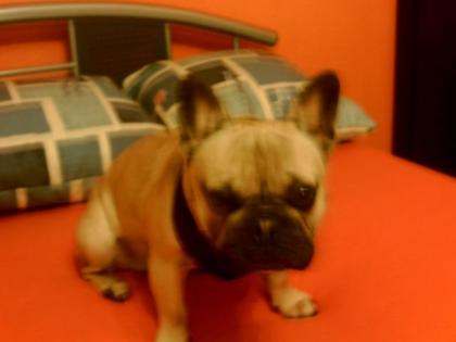 Gebe französische Bulldogge ab