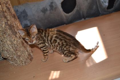 Bengal Kater Kitten sofort zur Abgabe