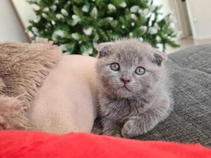 Liebevolle Kitten zu verkaufen