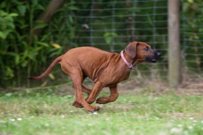 Rhodesian Ridgeback Welpen Echt Afrikaner