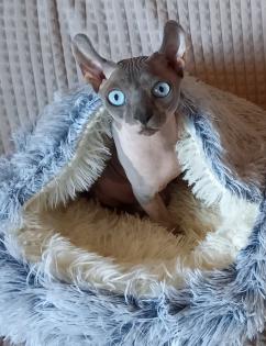 Deckkater, Kanadischer Sphynx