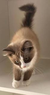 Ragdoll mink Katze