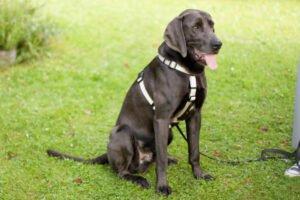 JOE FRITZ - männlich 2 Jahre 63 cm 32 kg Weimaraner Gechipt
