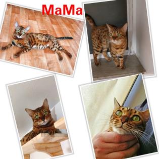 Bengal katze, Baby Katzen