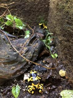 Dendrobates leucomelas