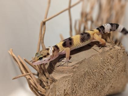 Leopardgecko aus Rostock 24. 11. 2024