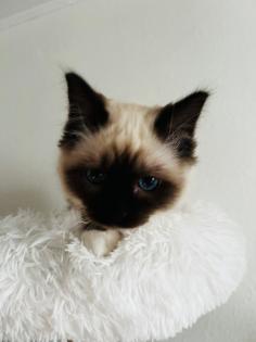 Heilige Birma Kitten Kater Katze