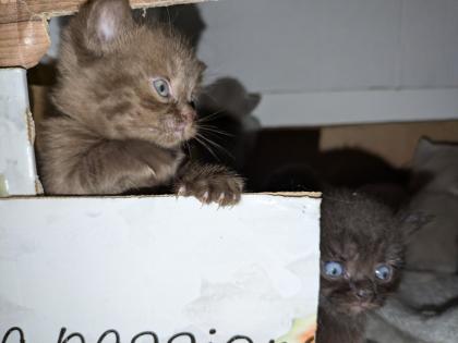 Wir bieten liebevolle, gut erzogene, reinrassige Britisch-Kurzhaar-Kitten zu erschwinglichen Prei