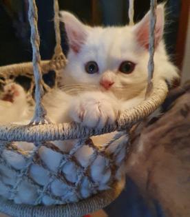 Babykatzen bkhmaincoonmix