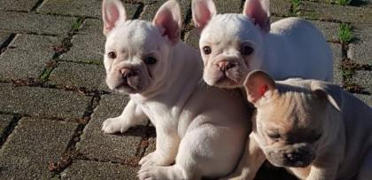 Französische Bulldoggen