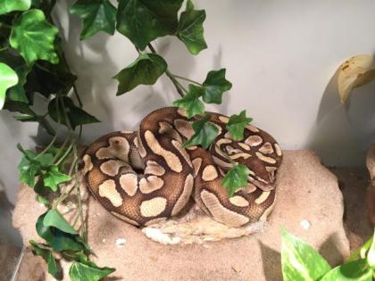 Python Regius Paar 1. 0 Pastel Mojave 100 het. Piebald het. Ghost DNZ 2021 / 0.