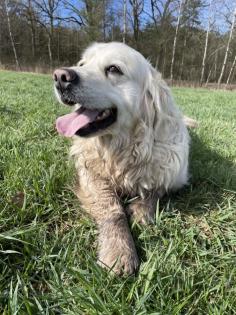 Golden Retriever Welpen