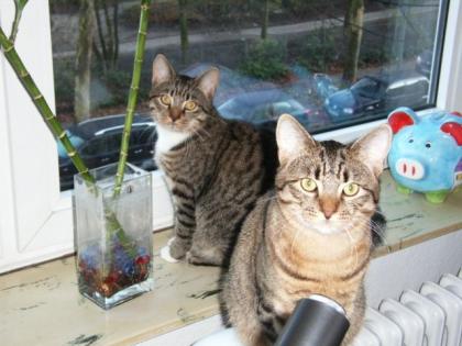 Zwei Schmusekater Brüder in liebevolle Hände abzugeben