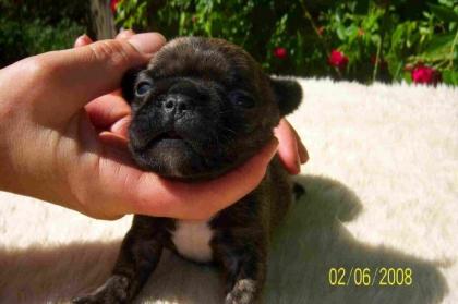 NETTE KNAUTSCHBACKEN-FRENCH BULLY WELPEN SUCHEN