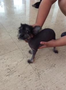 Chinesischer Nackthund - Chinese Crested Dog Rüde - ganz süß