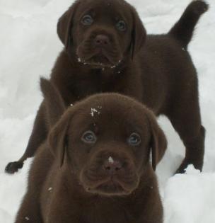 Schokobraune Labradorwelpen