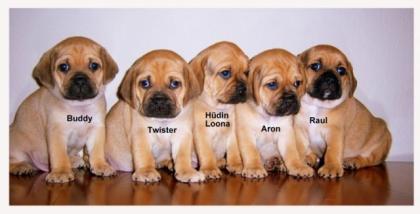 Pugglewelpen, nur noch 4 zu haben