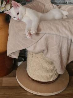 Türkische angora