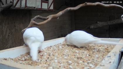 Opaline und Albino Singsittiche
