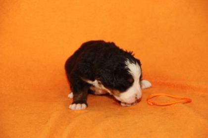 Berner Sennenhundwelpen