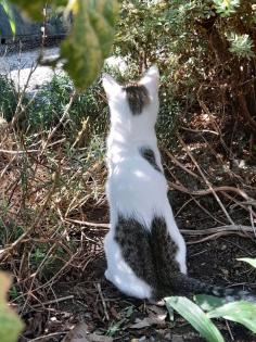 Katze / Kater gesucht vermisst entlaufen