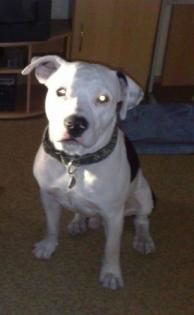 Dogo Agentino-mix sucht neues liebevolles zuhause