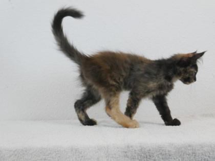 Maine Coon Kitten XXL