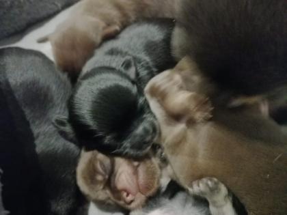 Typvolle Chihuahua Welpen mit Ahnentafel