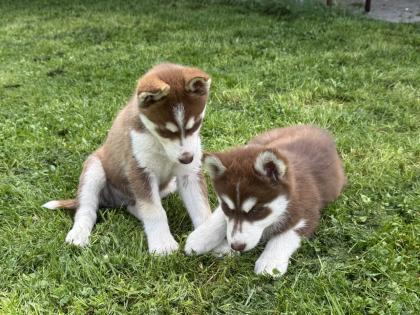 Sibirische Husky-Welpen 8 Wochen alt, geimpft entwurmt