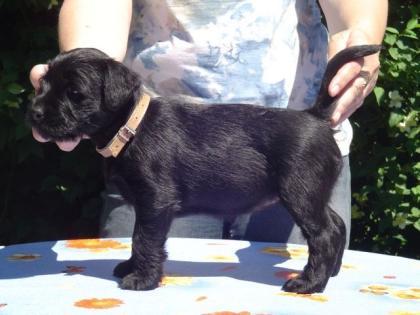 Mittelschnauzerwelpe Hündin sucht neue Familie