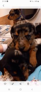 Australian Shepherd-Deutscher Pinscher-Welpen