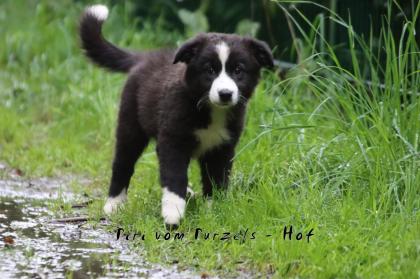 Australian Shepherd Welpen Mädchen und Rüden dürfen ab sofort ausziehen mit Ahnentafel uvm