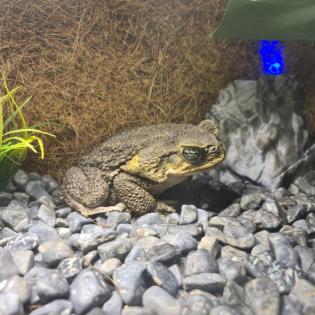 Ausgewachsene Aga Kröte Bufo Marinus - Weibchen