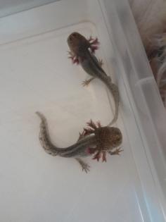 Axolotl Nachzucht abzugeben