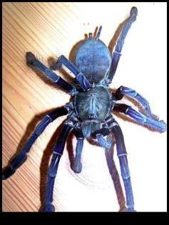 Verkaufe meine 5 Cyriopagopus spec. Blue2, Malaysia