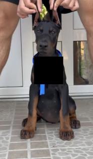 Dobermann Welpe 15 Wochen