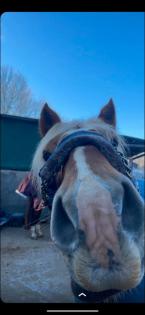 Pflege/Reitbeteiligung gesucht
