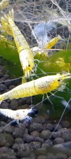 Yellow Bolt Garnelen Caridina aus Yellow fishbone Stamm